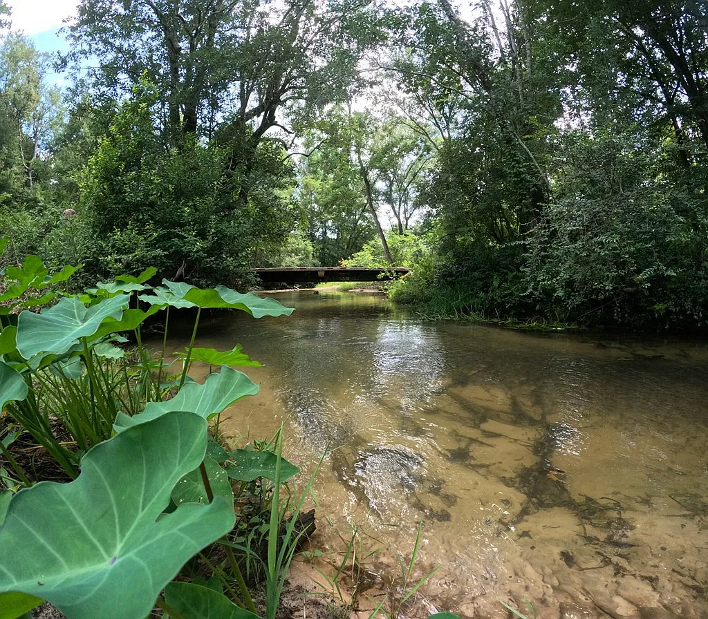 Spring-Fed Creeks and 82 Wooded Acres with Pavilion, Bunk Cabins, and a Stocked Pond Near the Bogue Chitto River