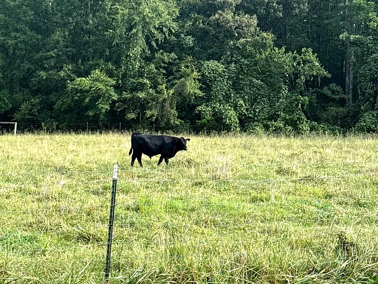 A Wraparound Porch With Grazing Cattle Next Door