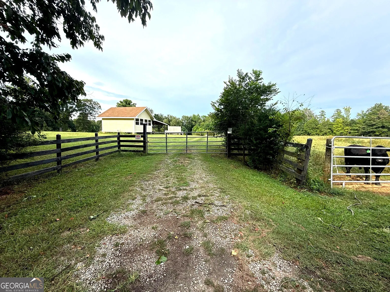 A Wraparound Porch With Grazing Cattle Next Door