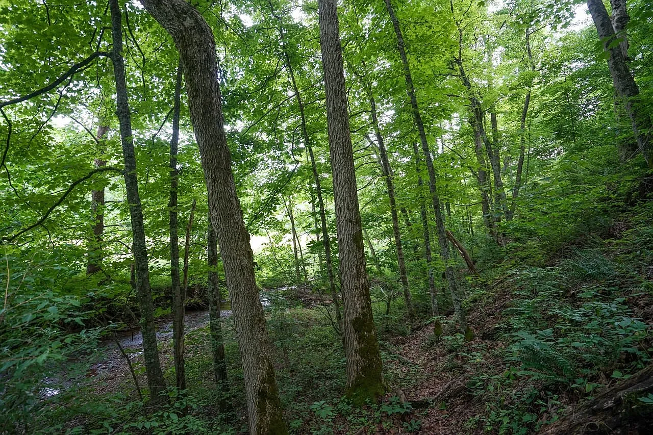Farmhouse and Cabin on 57 Acres with a Cave and Waterfall in Noble County