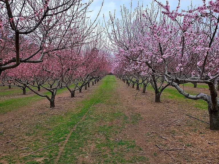 A 65-Acre Working Farm With Its Own U-Pick Blueberry Patch in McNairy County