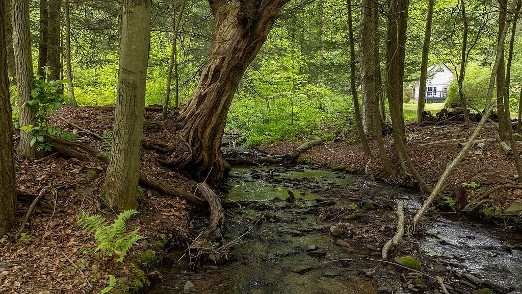 A Charming Cabin on 10 Wooded Acres Along a Babbling Stream