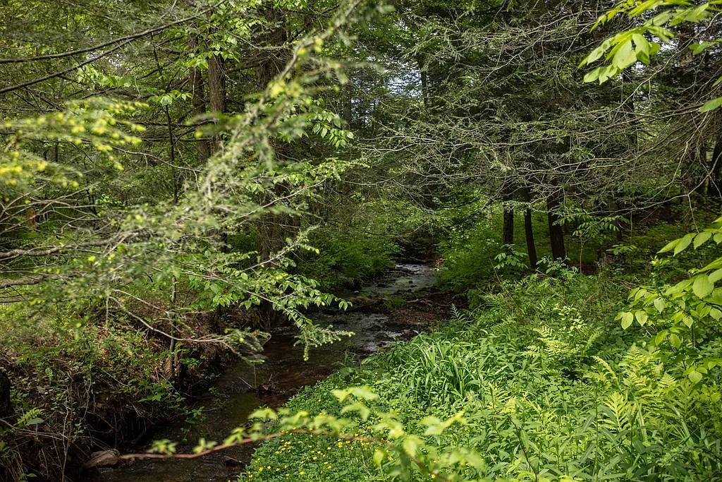 A Charming Cabin on 10 Wooded Acres Along a Babbling Stream